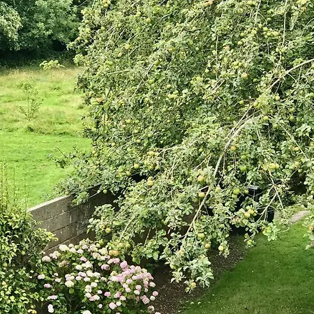 Fox View