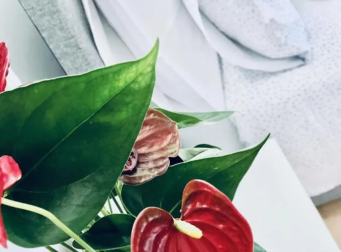 Fox View Μπρίστολ