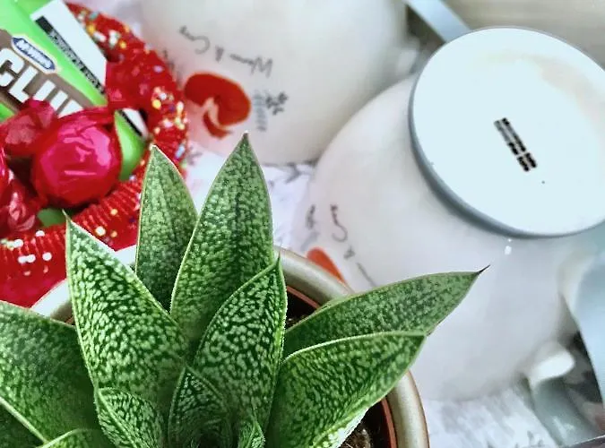 Fox View Πανσιόν