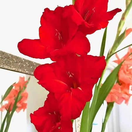 בית הארחה Fox View בריסטול