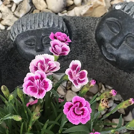 Fox View 4* בריסטול