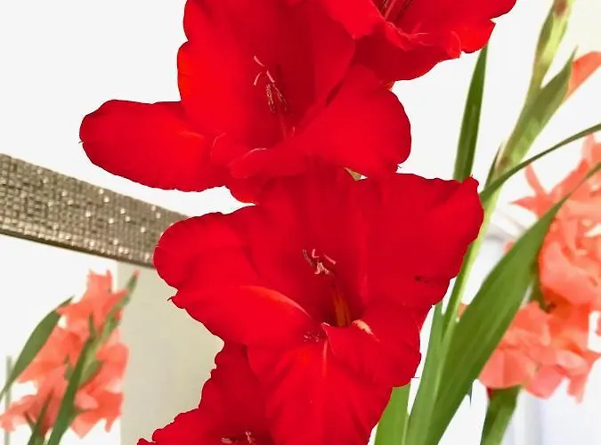 Gæstehus Fox View Bristol