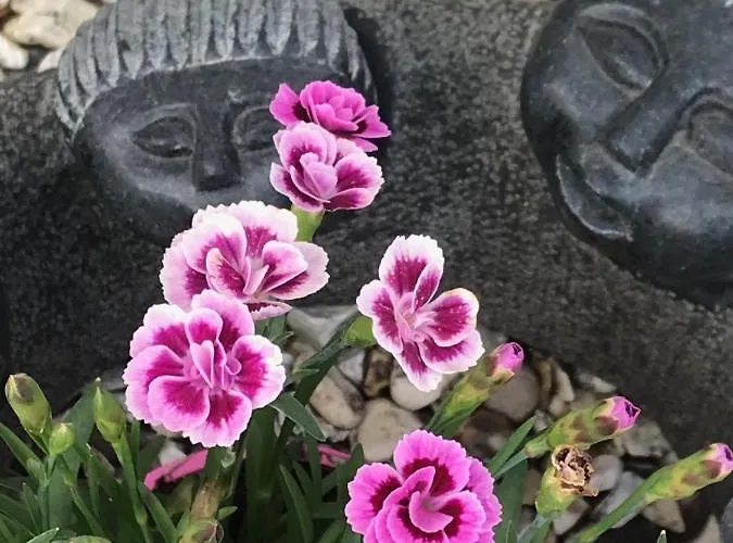 Fox View 4* Бристоль