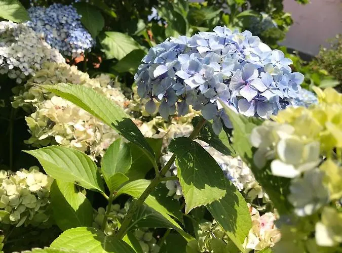 Fox View 4* Бристоль