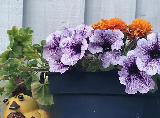 Гостевой дом Fox View 4*